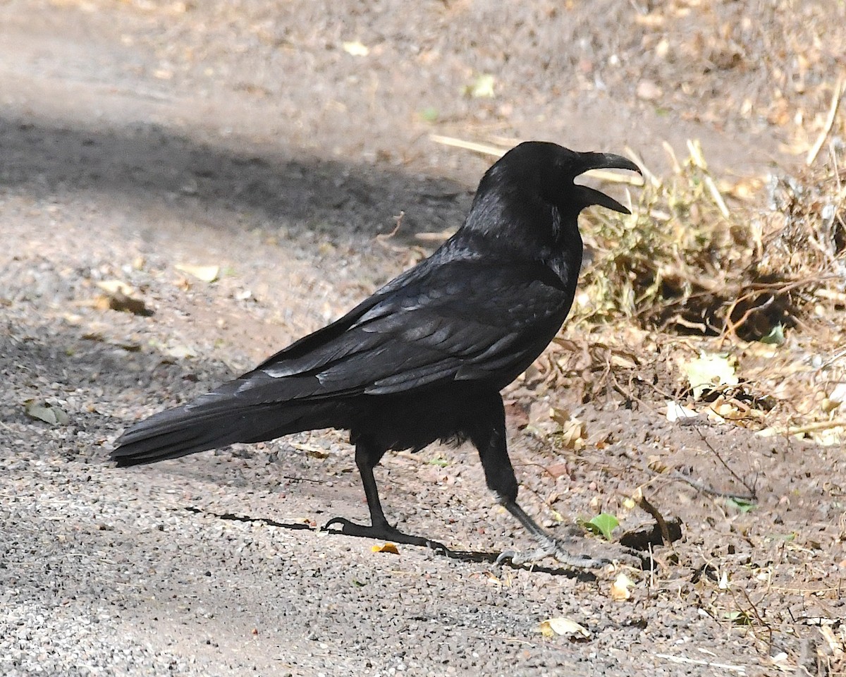 Common Raven - ML638330348
