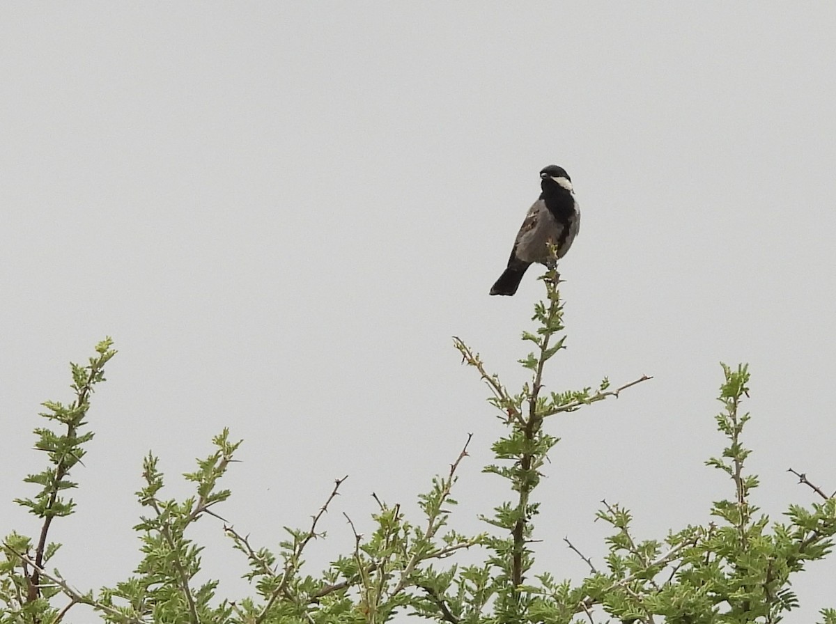 Ashy Tit - ML638330361