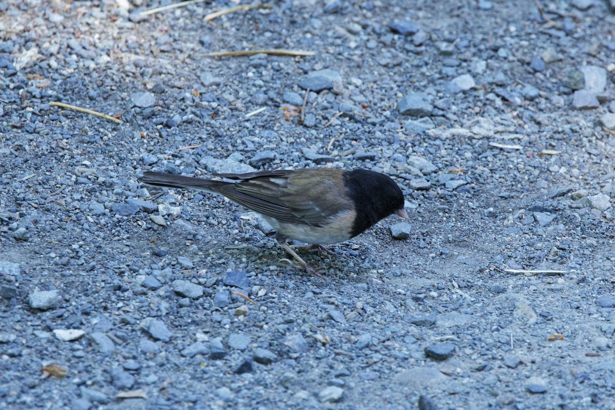 Dark-eyed Junco (Oregon) - ML638330379
