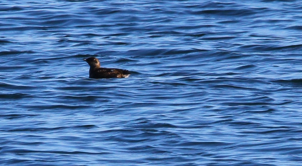 Marbled Murrelet - ML638330387
