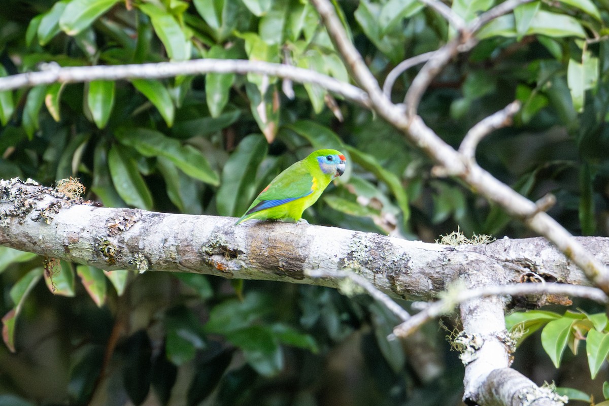 Double-eyed Fig-Parrot - ML638330394