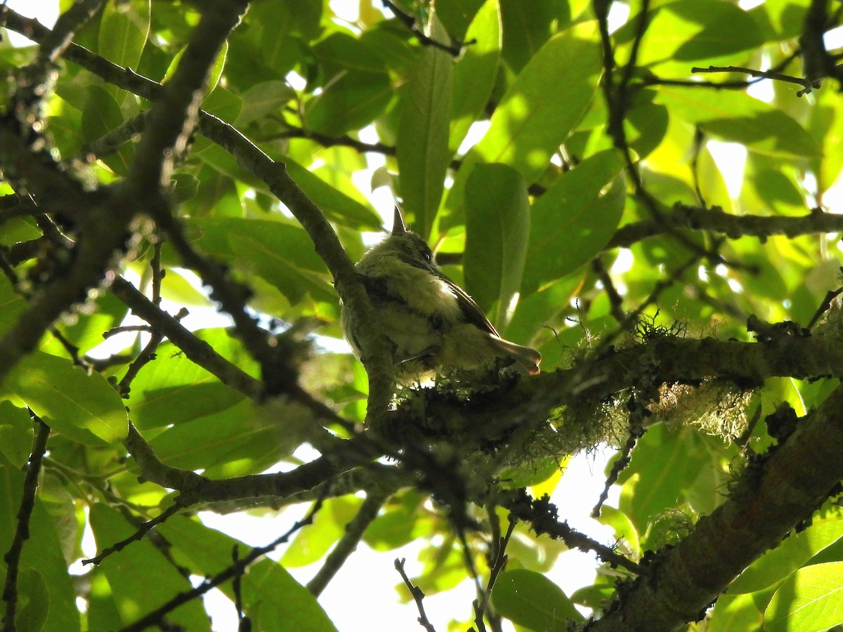 Hutton's Vireo - ML638330438