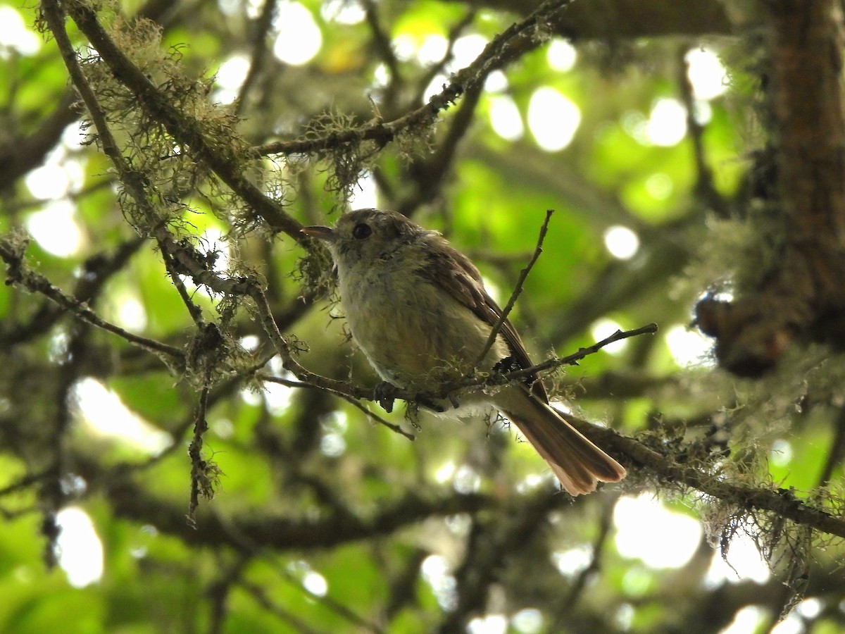 Hutton's Vireo - ML638330440