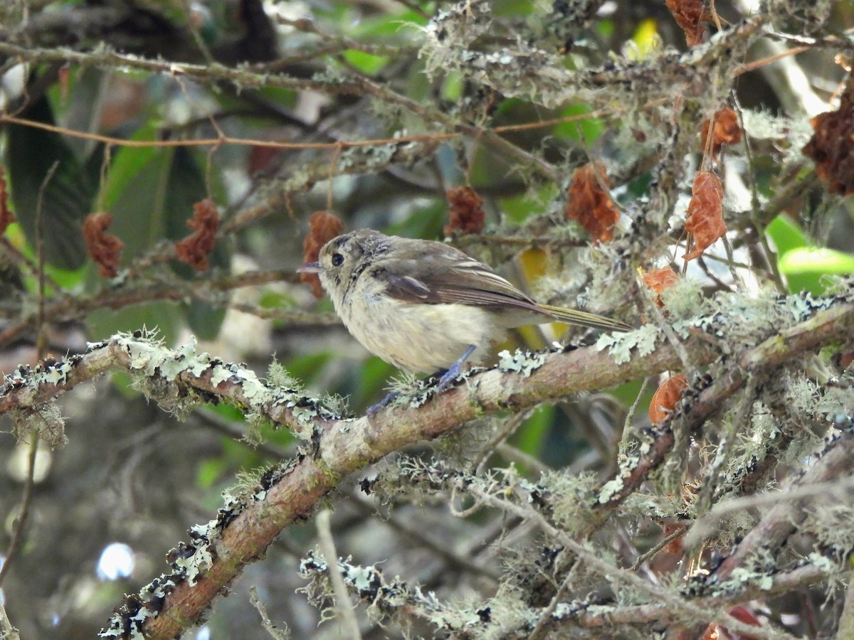 Hutton's Vireo - ML638330442