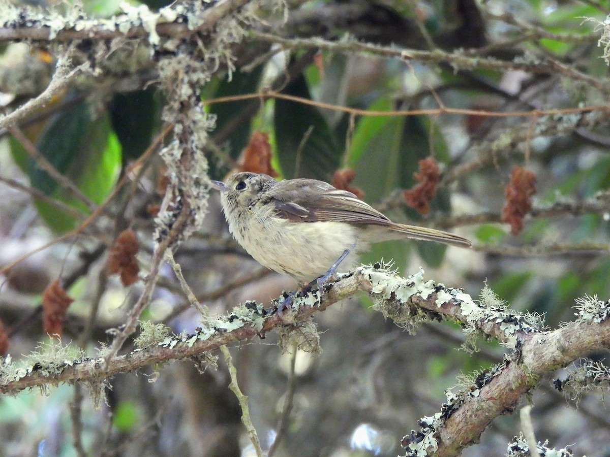 Hutton's Vireo - ML638330443