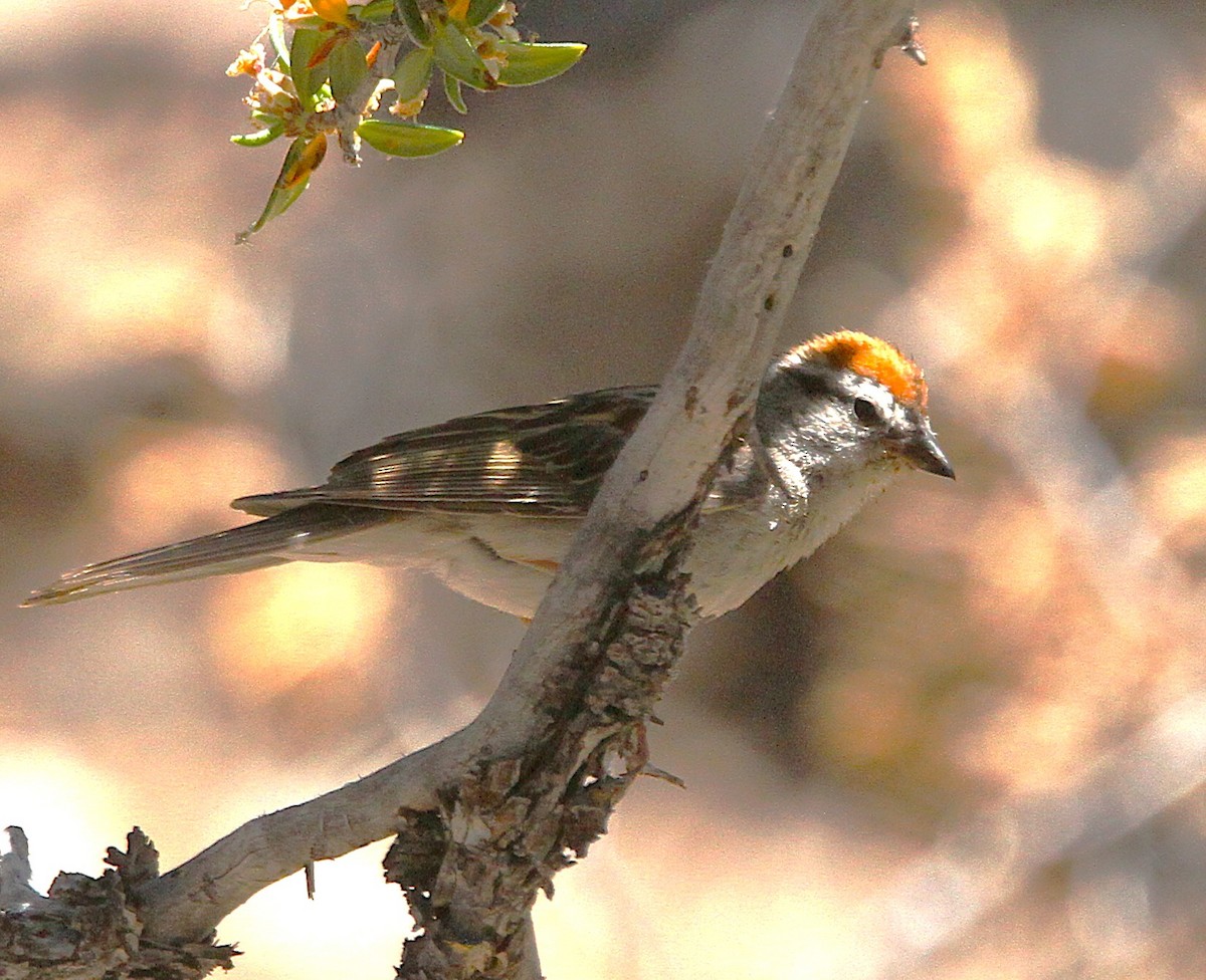 Chipping Sparrow - ML638330449