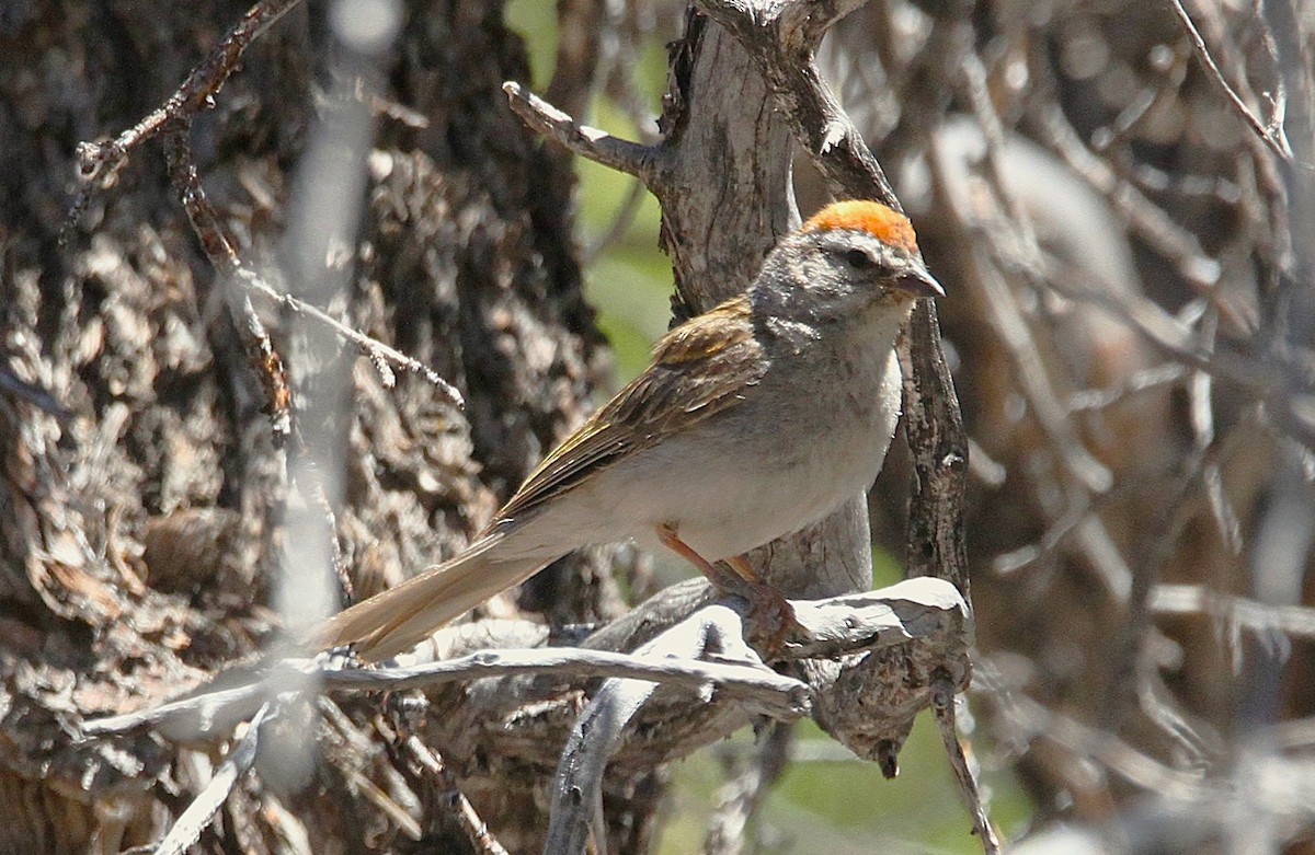 Chipping Sparrow - ML638330452
