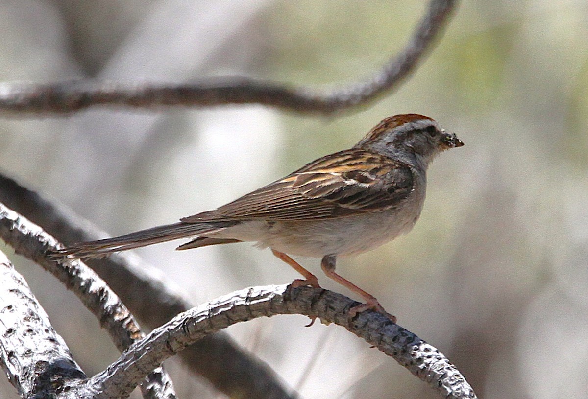 Chipping Sparrow - ML638330456