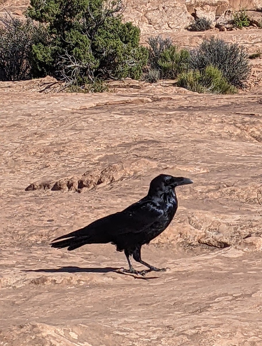 Common Raven - ML638330458