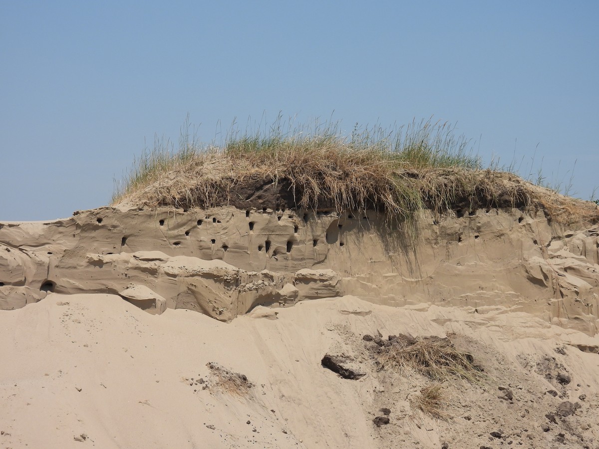 Bank Swallow - ML638330460
