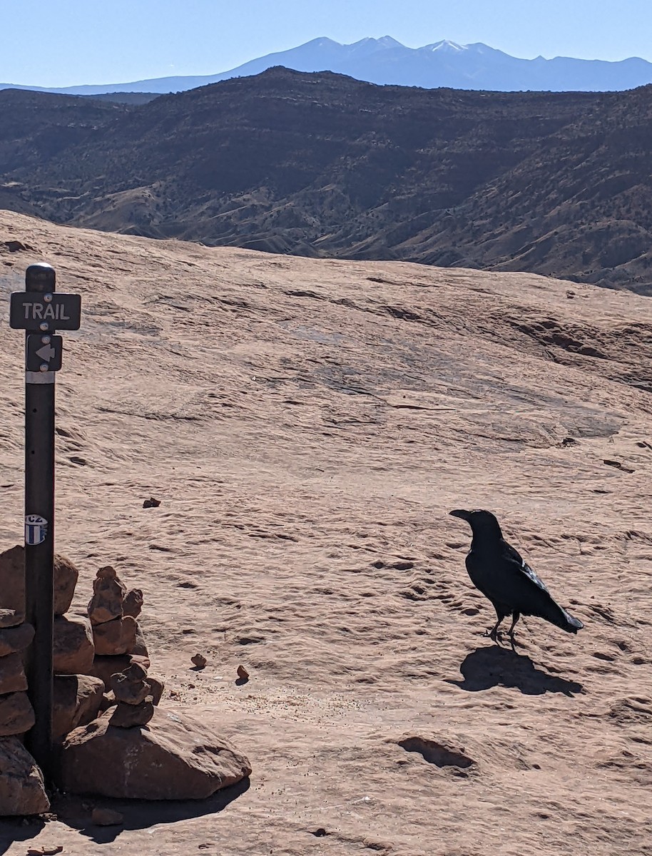 Common Raven - ML638330462