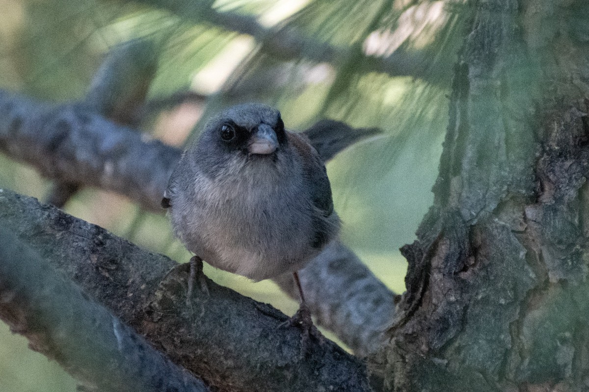Dark-eyed Junco (Red-backed) - ML638330472