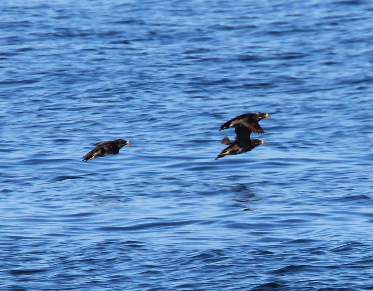Rhinoceros Auklet - ML638330474