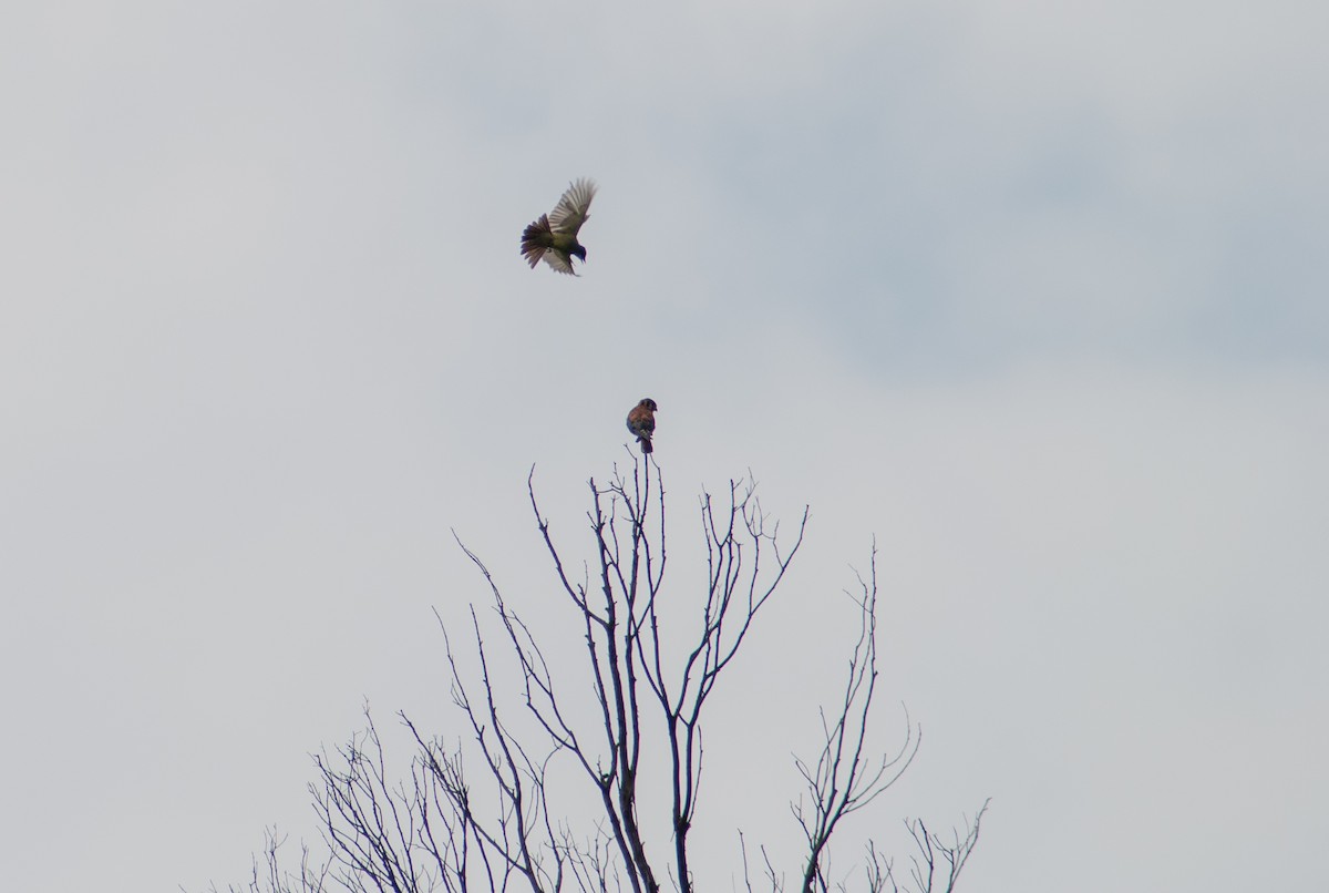 American Kestrel - ML638330507
