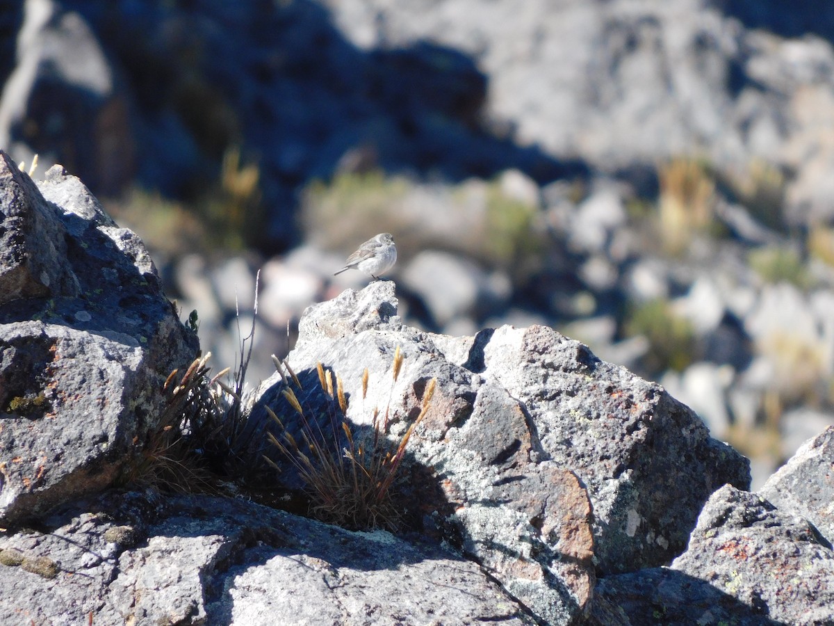 Ash-breasted Sierra Finch - ML638330508