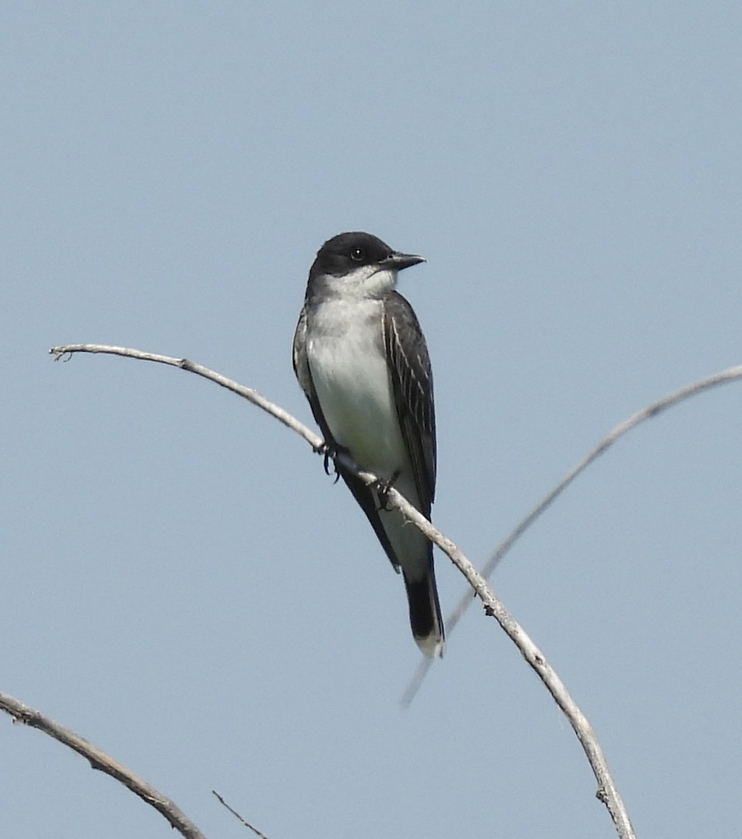 Eastern Kingbird - ML638330524