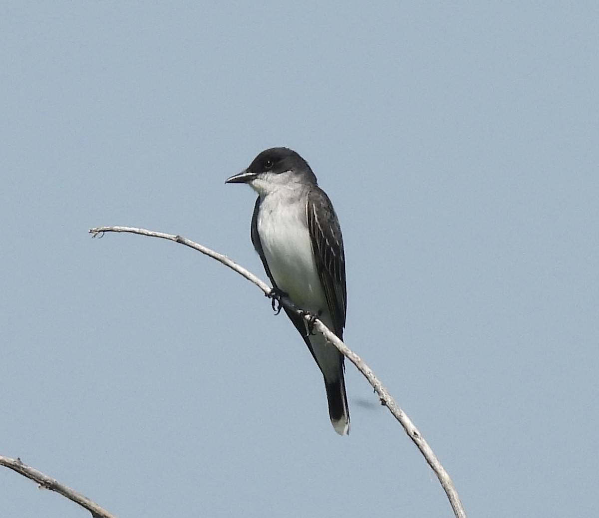 Eastern Kingbird - ML638330525