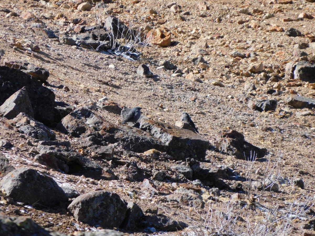 Plumbeous Sierra Finch - ML638330530