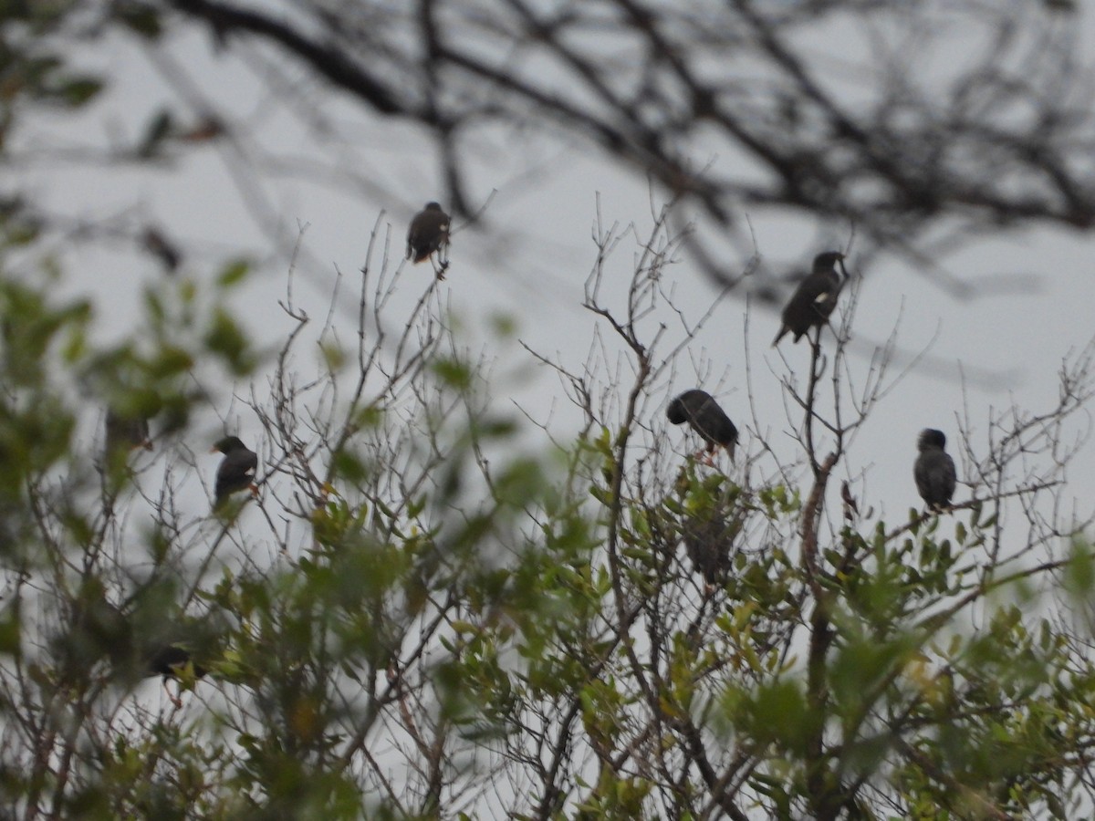 Javan Myna - ML638330531
