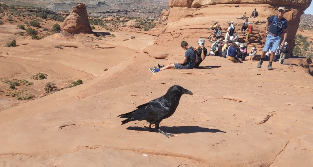 Common Raven - ML638330532