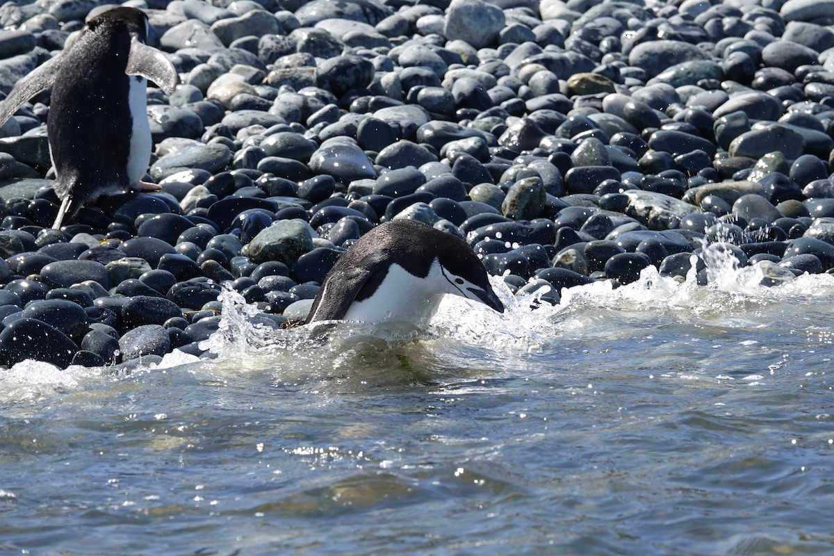 ヒゲペンギン - ML638330536