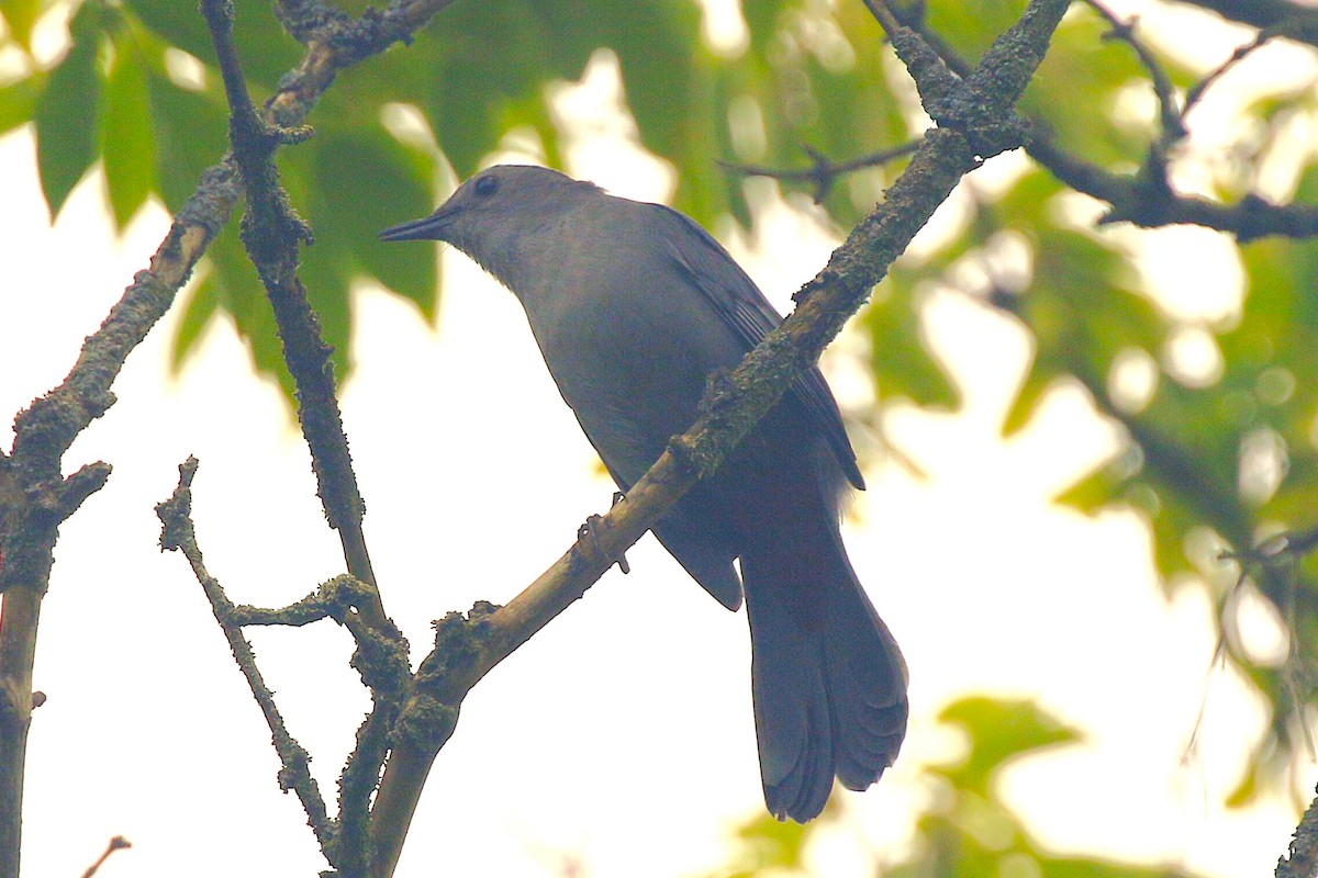 Miaulari grisa - ML638330552