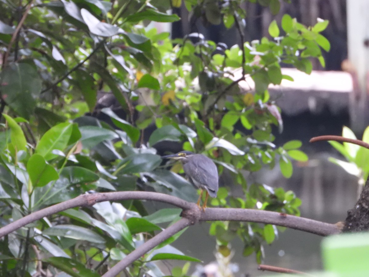 Airone striato - ML638330554