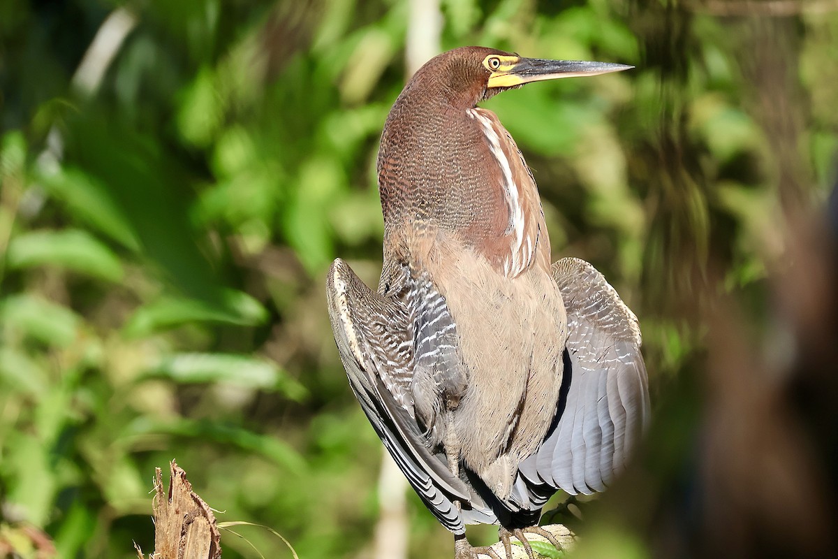 Rufescent Tiger-Heron - ML638330556