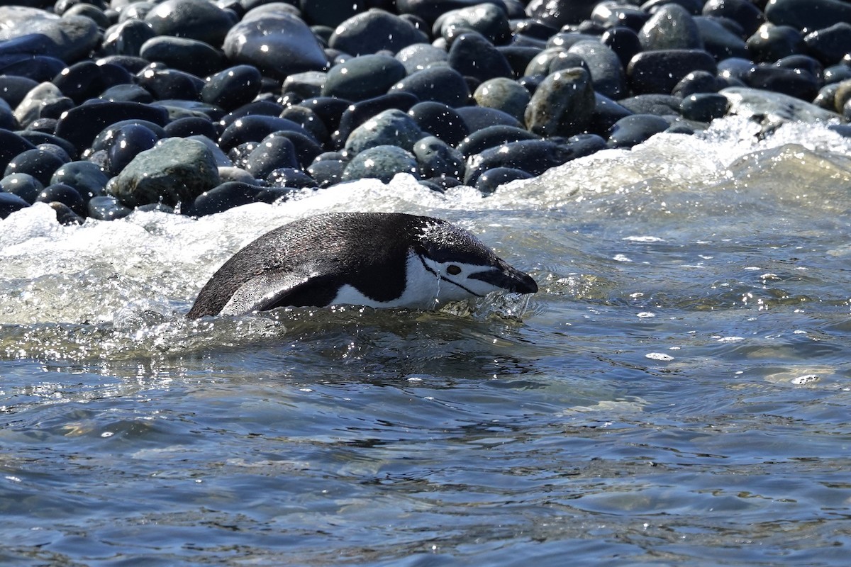 ヒゲペンギン - ML638330558