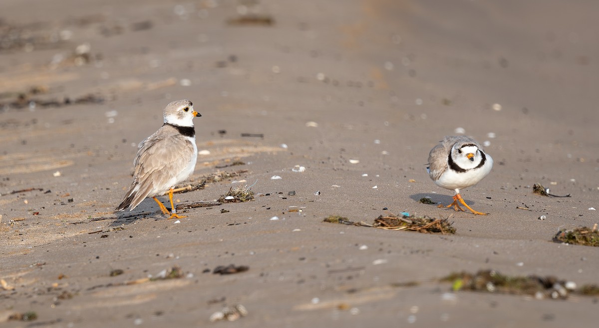 Piping Plover - ML638330563