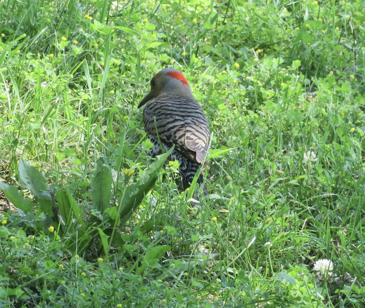Northern Flicker - ML638330566