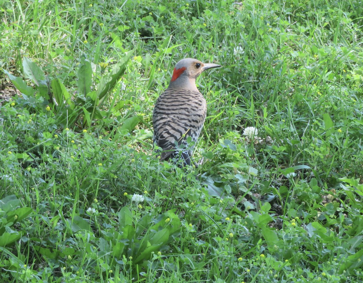 Northern Flicker - ML638330567