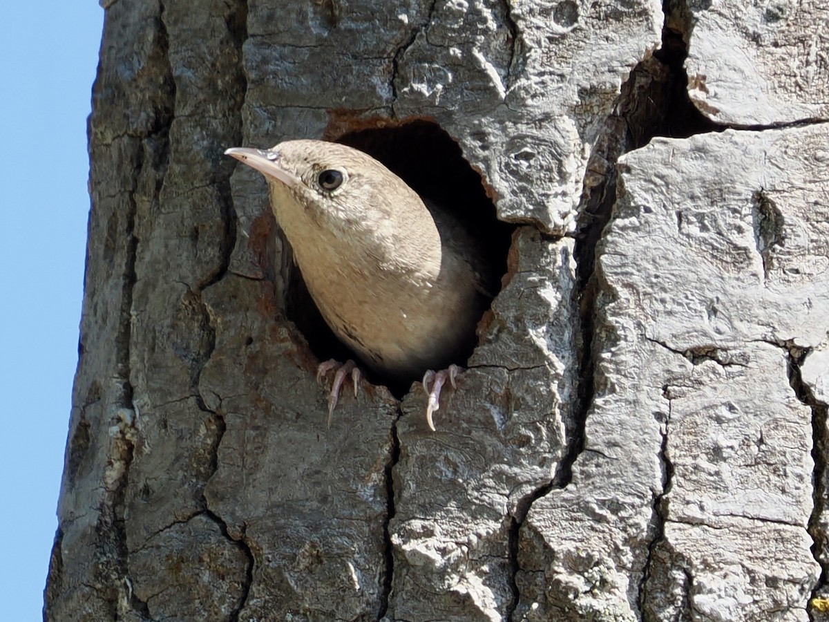 Northern House Wren - ML638330569