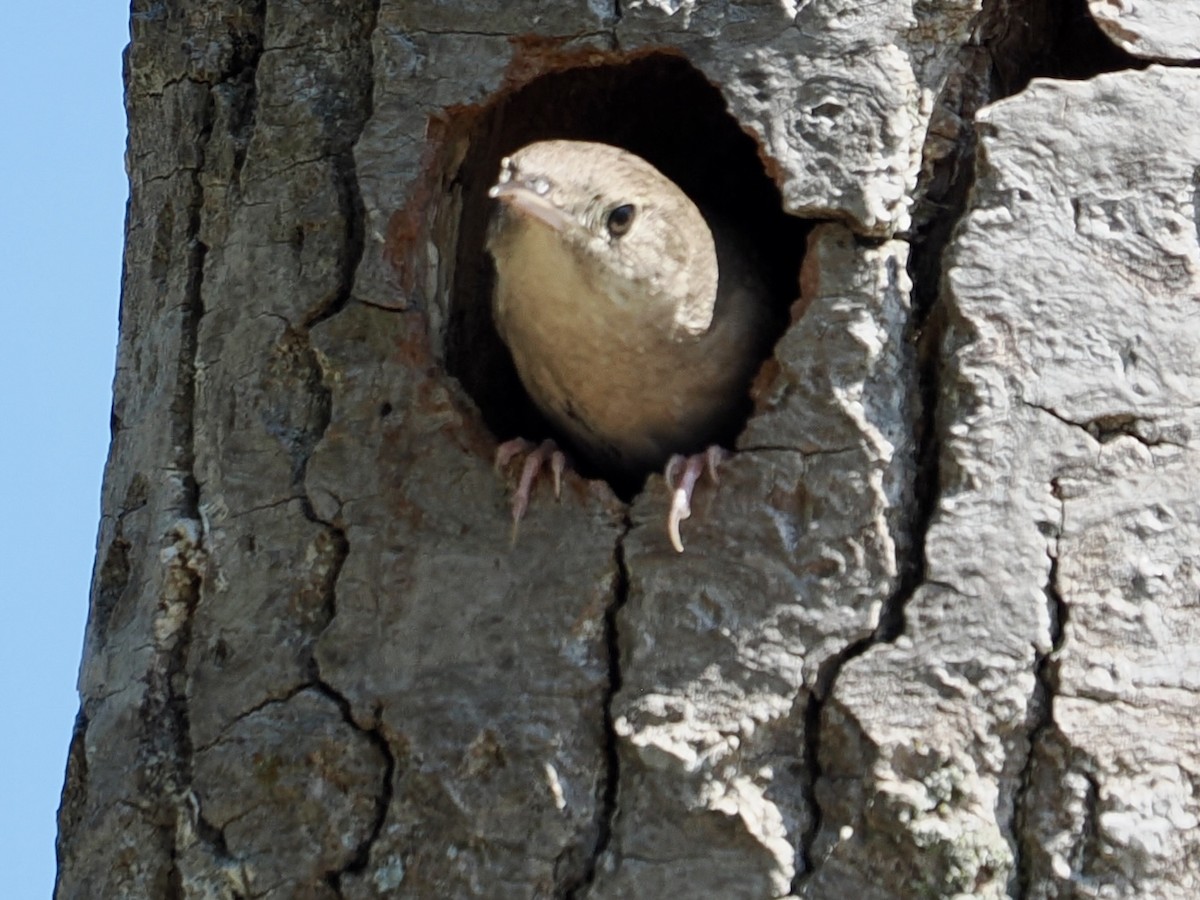 Northern House Wren - ML638330570