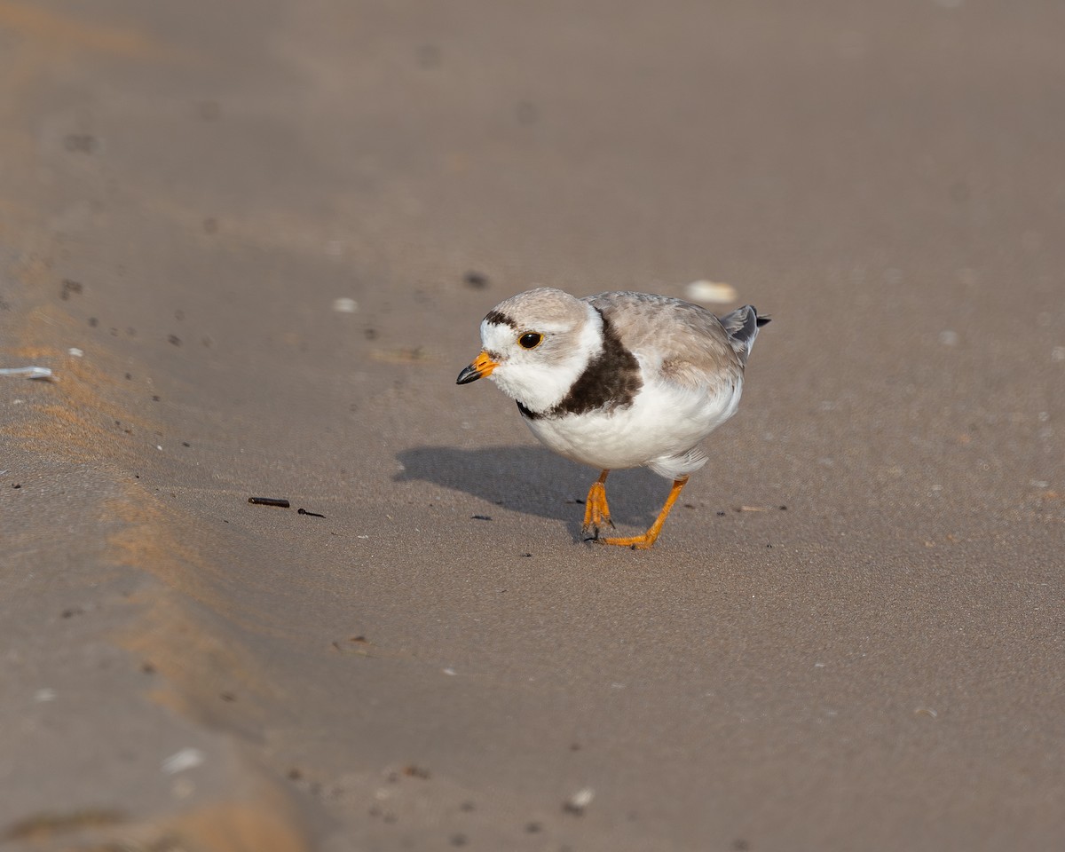 Piping Plover - ML638330576