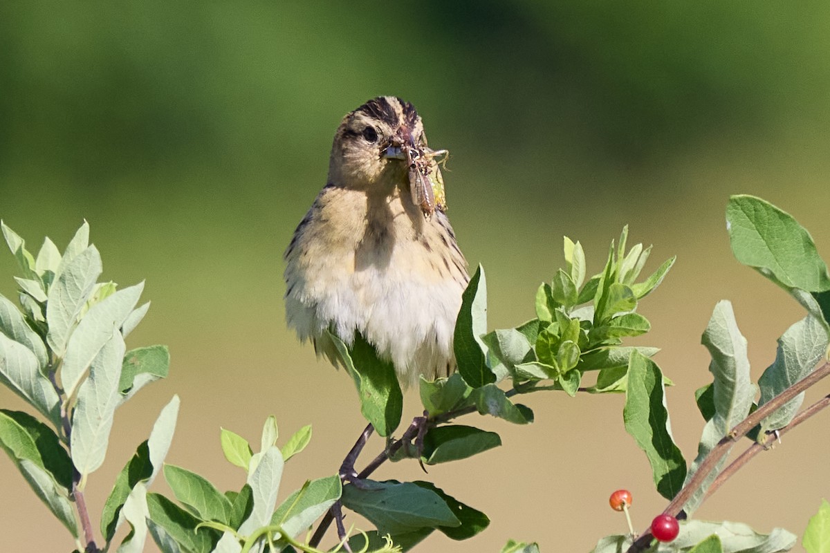bobolink - ML638330583
