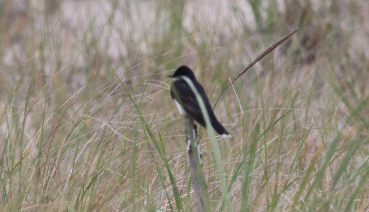 Eastern Kingbird - ML638330589