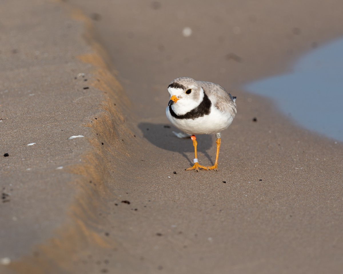 Piping Plover - ML638330596