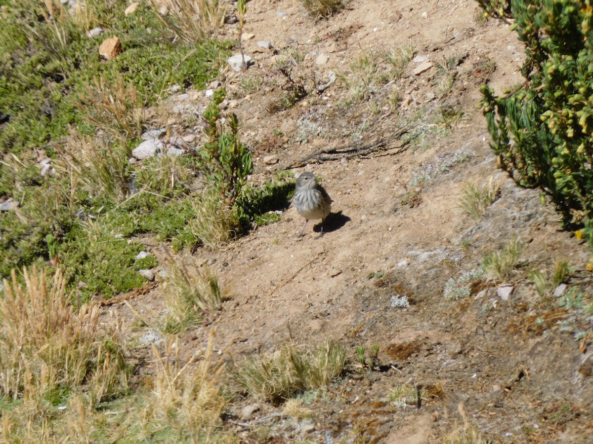 Ash-breasted Sierra Finch - ML638330603