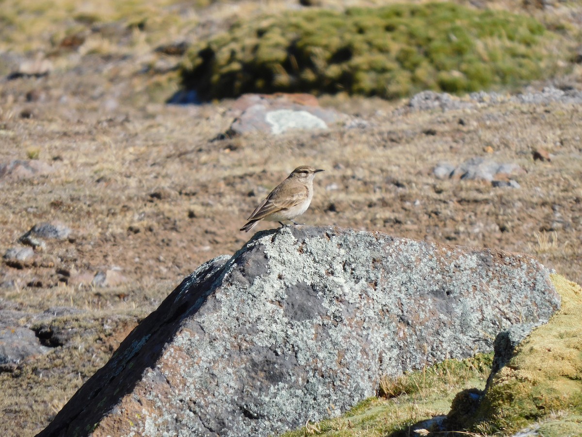Common Miner - ML638330621