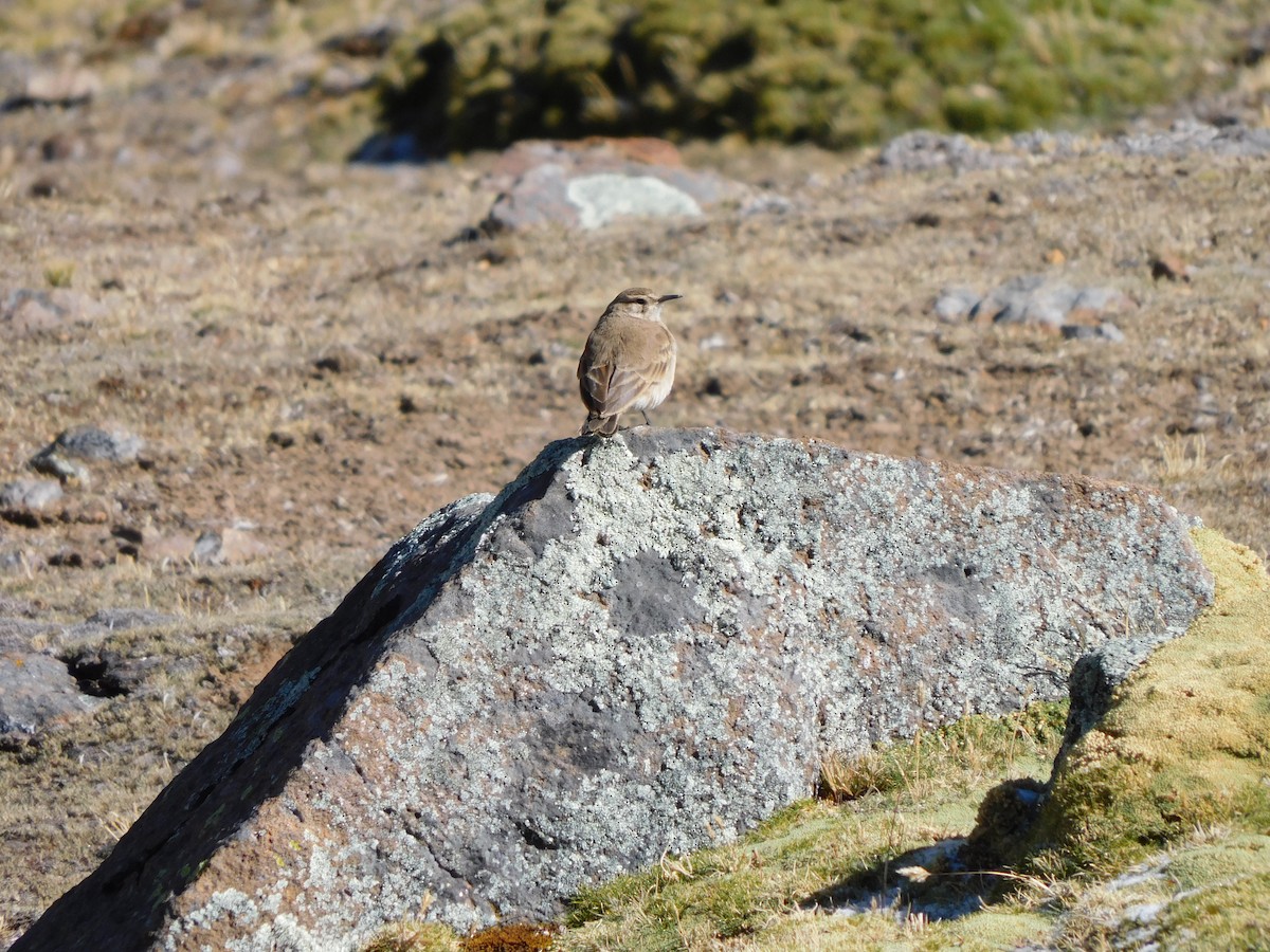 Common Miner - ML638330631