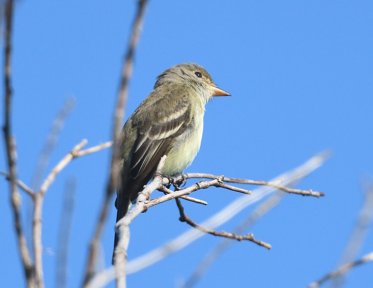 Willow Flycatcher - ML638330634