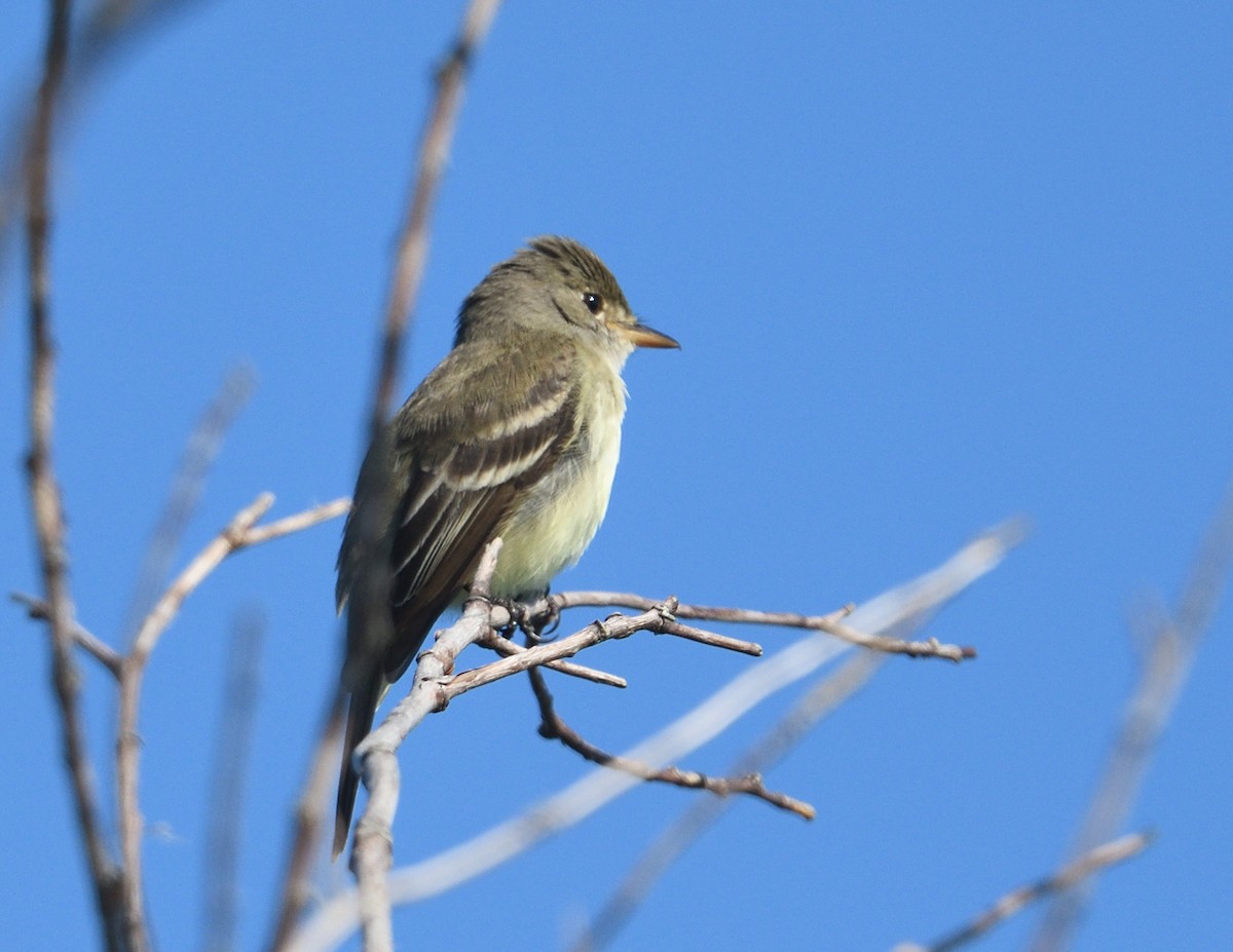 Willow Flycatcher - ML638330635