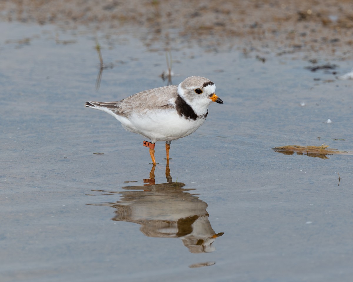 Piping Plover - ML638330641