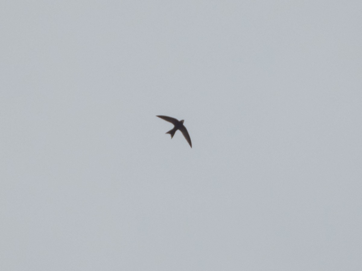Pallid Swift - ML638330643