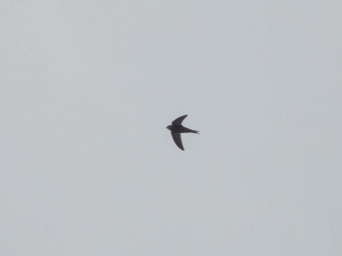 Pallid Swift - ML638330644