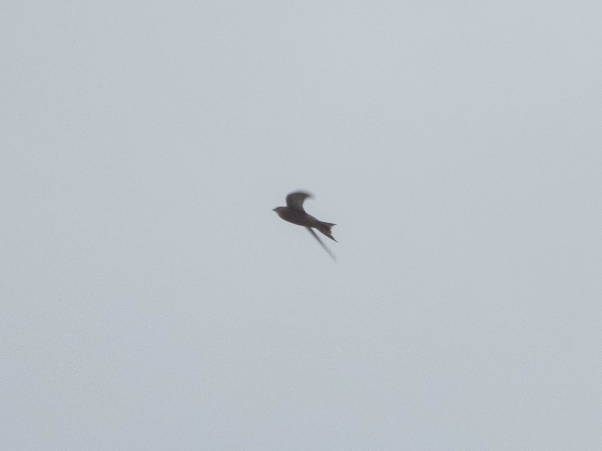 Pallid Swift - ML638330645
