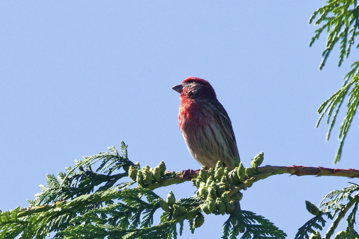 House Finch - ML638330646
