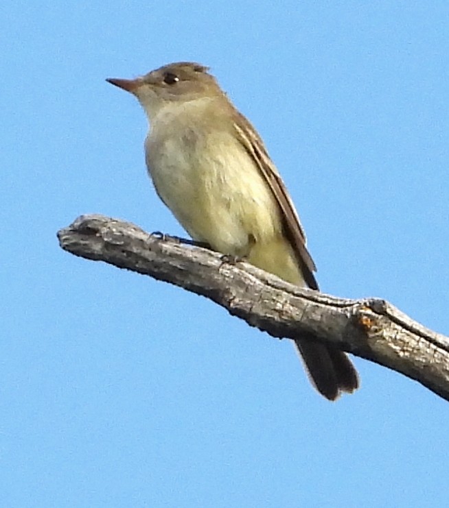 Willow Flycatcher - ML638330648