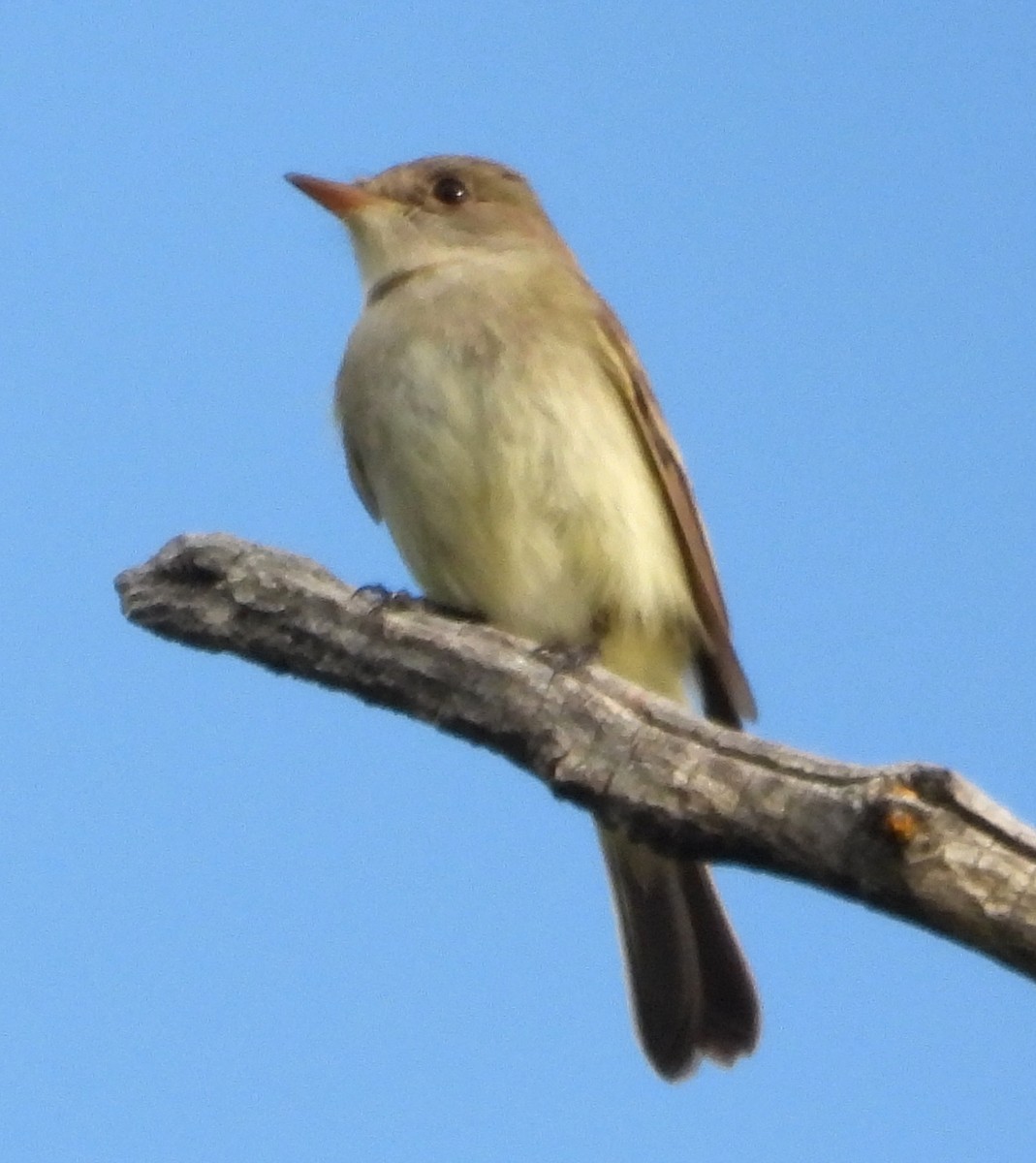 Willow Flycatcher - ML638330651